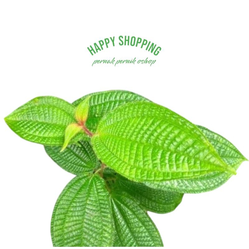 

Daun harendong bulu 100g
