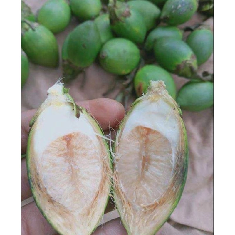 

Buah pinang muda/Buah pinang seger(Jambe)1kg+herbal