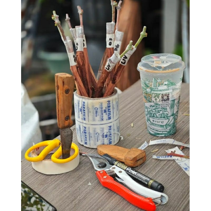 

anggur import grafting