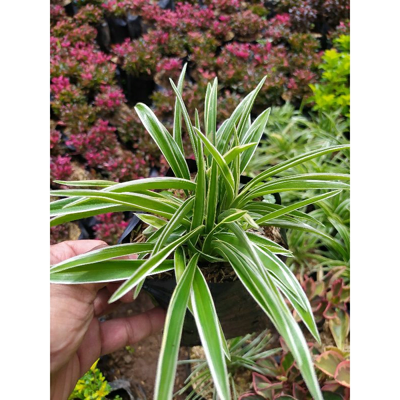 bunga lili paris rumpun