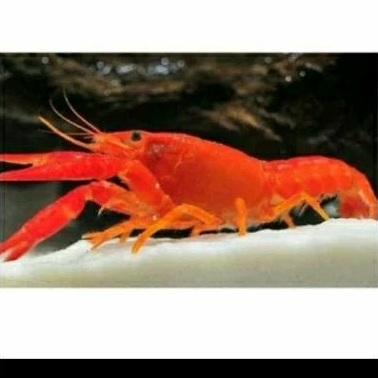 

HIASAN KOLAM - LOBSTER-LOBSTER UKURAN 6-8 CM