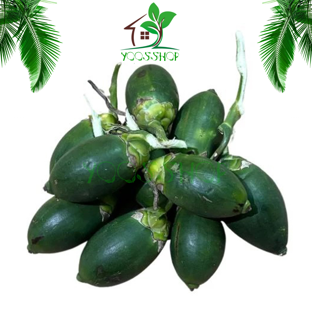 

Buah Pinang Muda Herbal Pria 1 kg Fresh / Buah Jambe muda / Stamina Herbal Pria