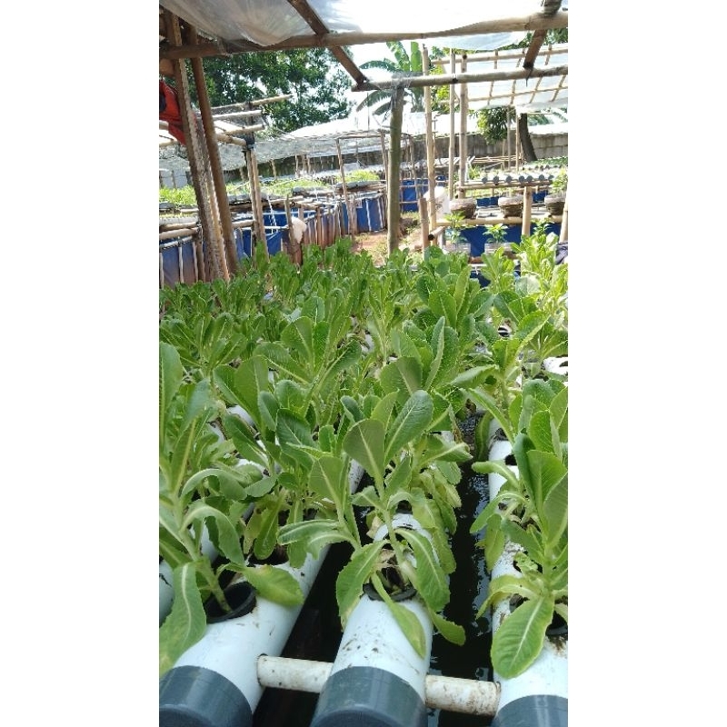 

Romain Lettuce Aquaponic Organic