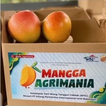 

Mangga Agramania perbuah berat 600-700 gram
