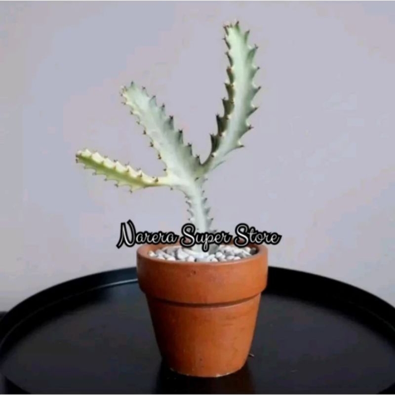 Tanaman Hias Kaktus Tulang Putih Euphorbia White Ghost Dragon Bone Murah Ekonomis