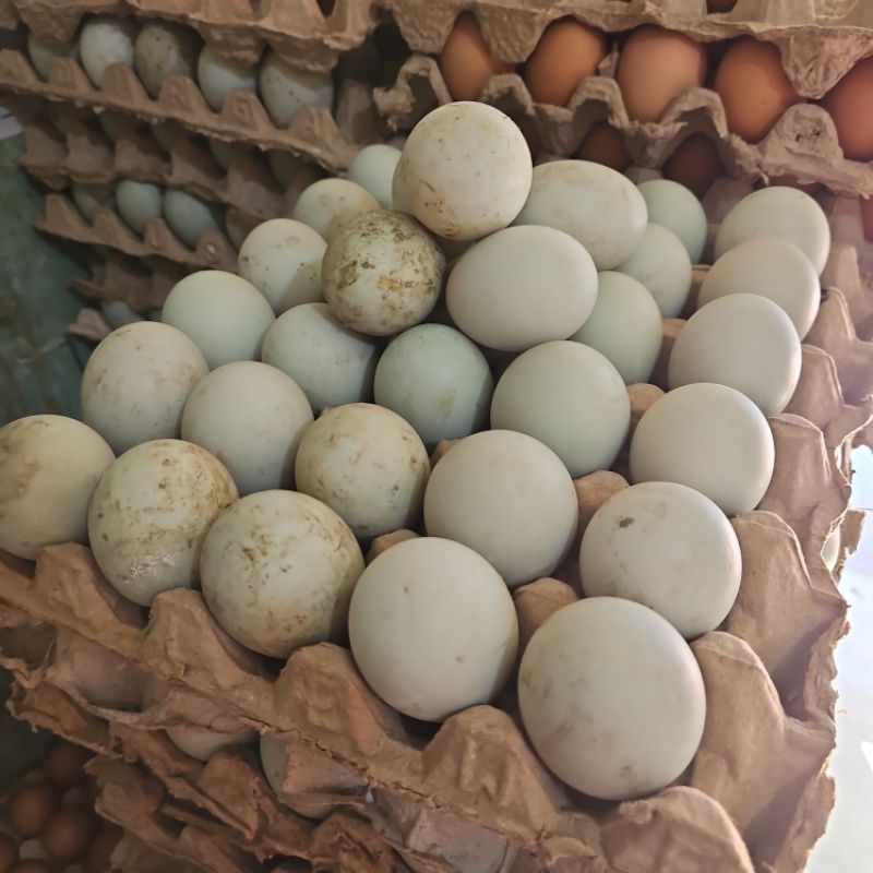 Telur Bebek 1 Rak/tray