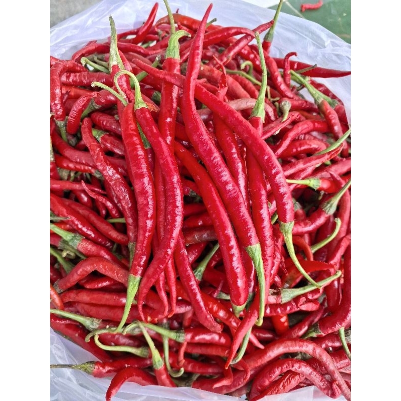 

cabe merah keriting