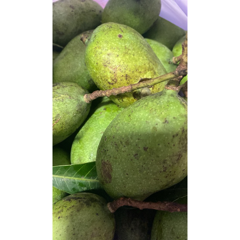 

MANGGA MUDA ASEM MELEK KRIUK