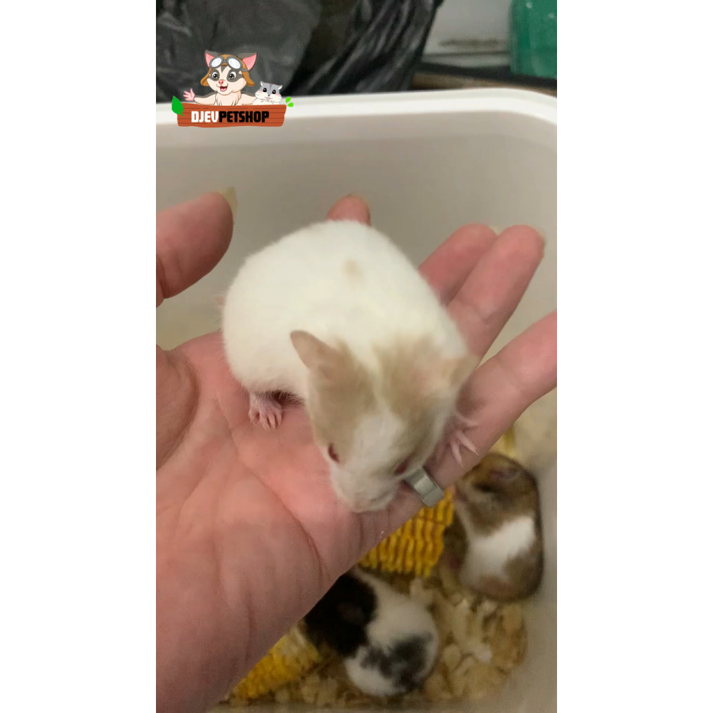 Hamster Syarian Hewan Lucu Mainan Anak Jinak