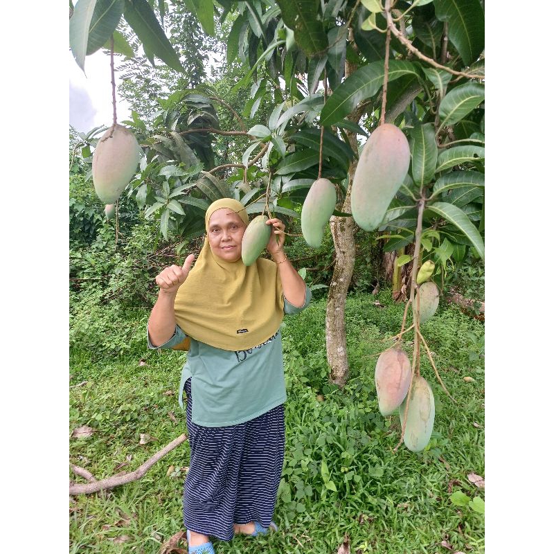 

Mangga Kio Jay Jumbo