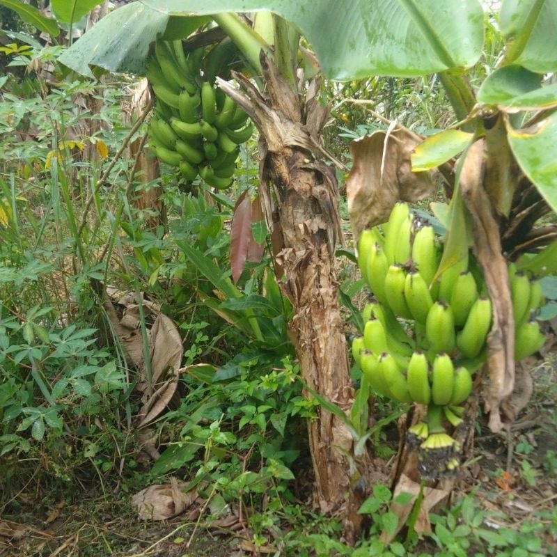 

bibit pohon pisang pendek 1 meter sudah berbuah