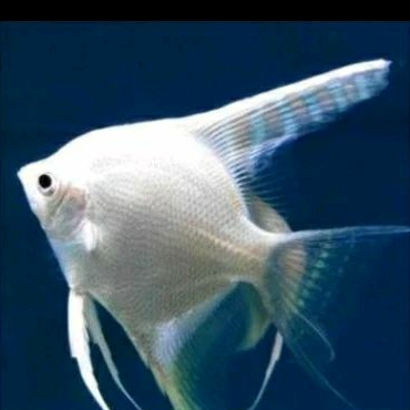 

MANFISH PLATINUM UKURAN 3 CM_KADO AQUARIUM