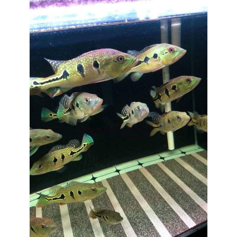 Pbass Orinoco Good Making Size Jumbo 10-11cm Garansi