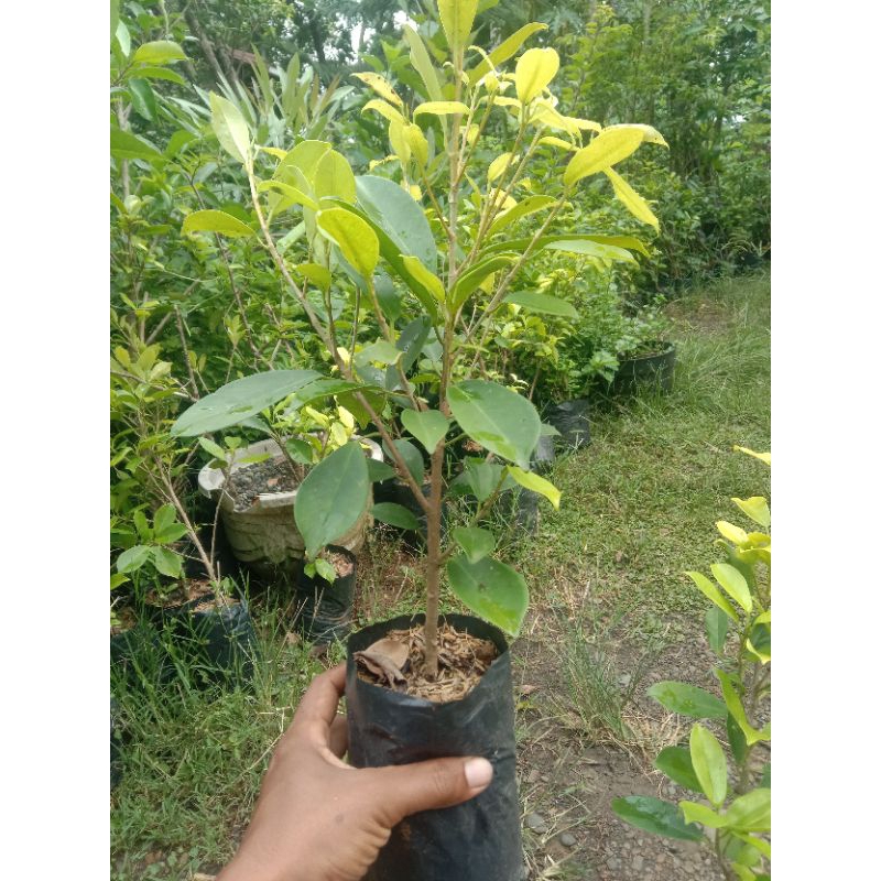 bibit Ficus Golden Panda beringin kuning segar sejuk Dimata