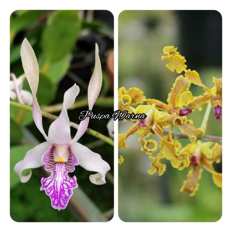 Anggrek dendrobium Sunda Island x discolor size remaja