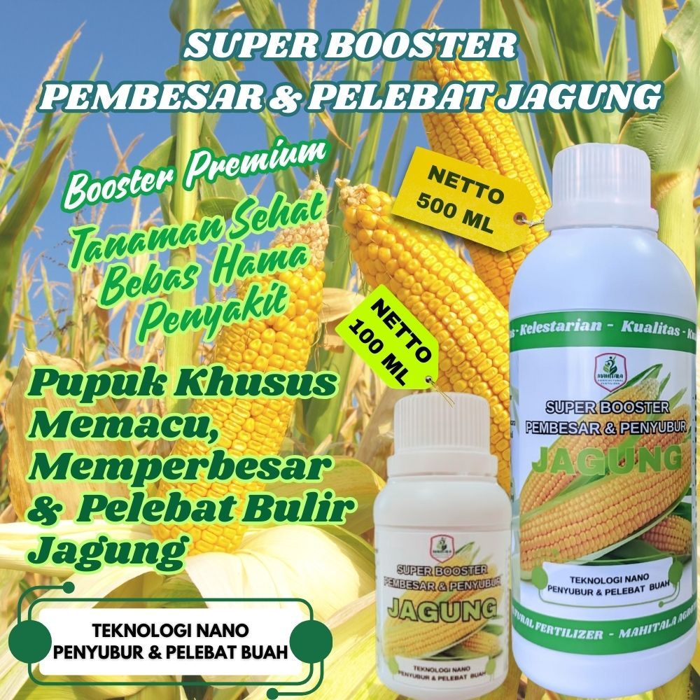 Pupuk Jagung Pembesar Buah Jagung Panen Lebih Banyak Pupuk NPK Cair Pembesar Buah Jagung Yang Bagus