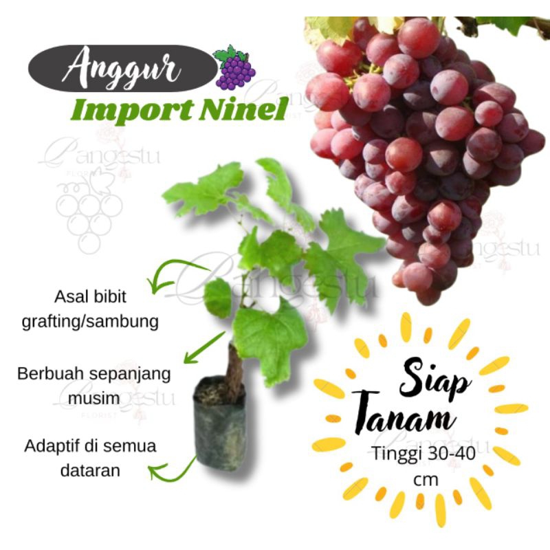Bibit Tanaman Anggur Import Ninel
