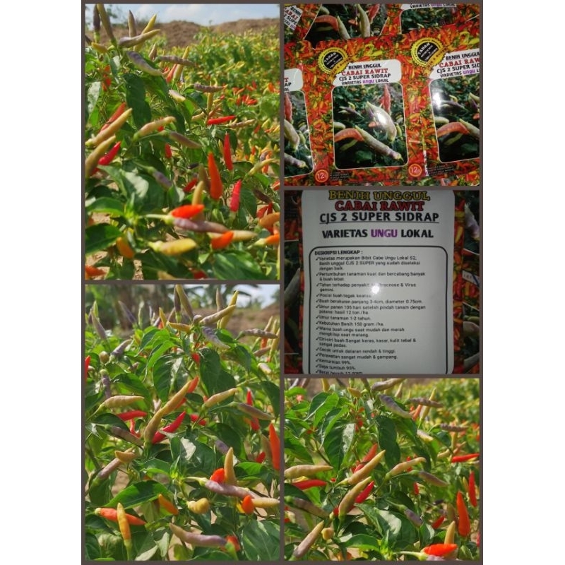 BIBIT CABE RAWIT  LOKAL SALO DUA CJS 2 SUPER SIDRAPBenih cabe ungu Salo dua-cabe berkualitas unggulI
