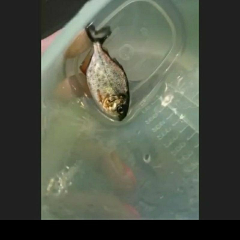 

RBP PREDATOR UKURAN 4-5 CM