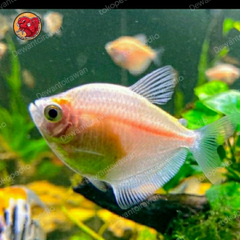 

HIASAN AQUARIUM - ALBINO TERTA UKURAN 3-4 CM