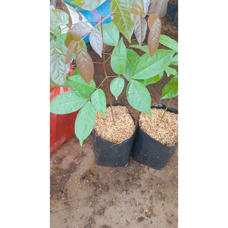 

jengkol hibrida