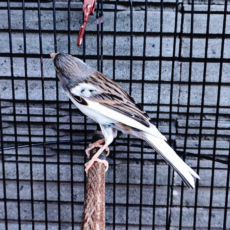 Kenari Panda Starblue - Jantan Gacor (Only Instant Delivery)