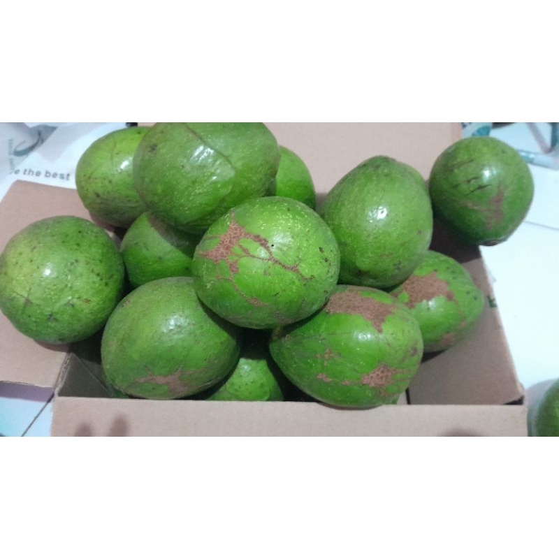 

alpukat lembang harga per 5 kg