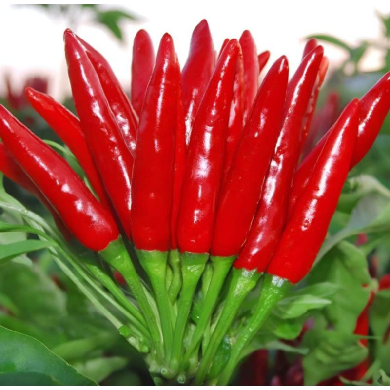 Bibit Benih Cabe Cluster Merah (5 Butir)