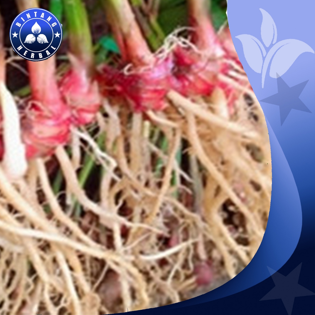 

JUAL AKAR JAHE SEGAR BERSIH OBAT HERBAL \ 100 GRAM - BINTANG HERBAL