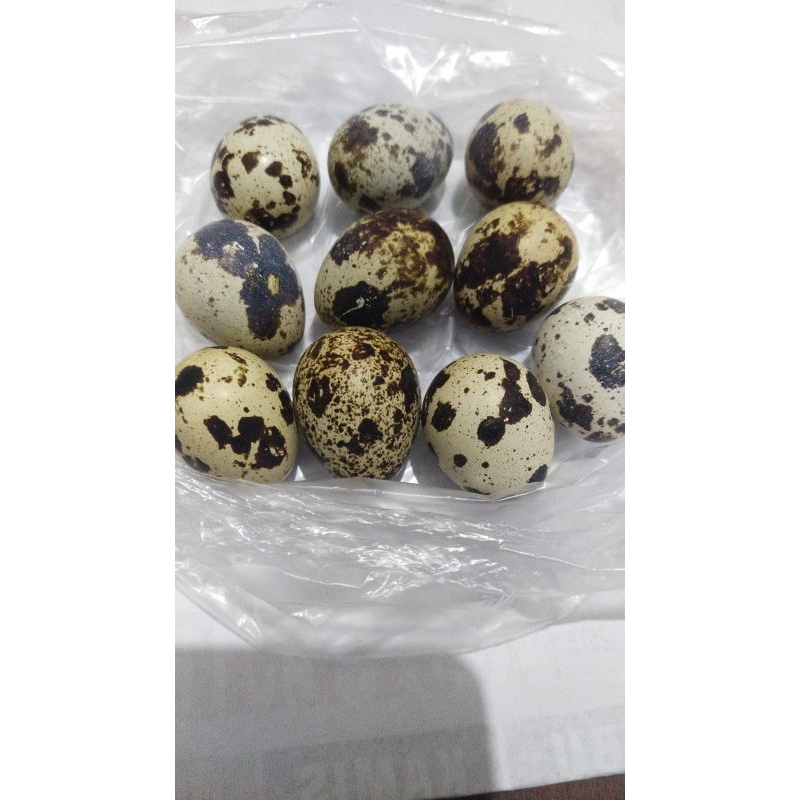 

telur puyuh isi 10