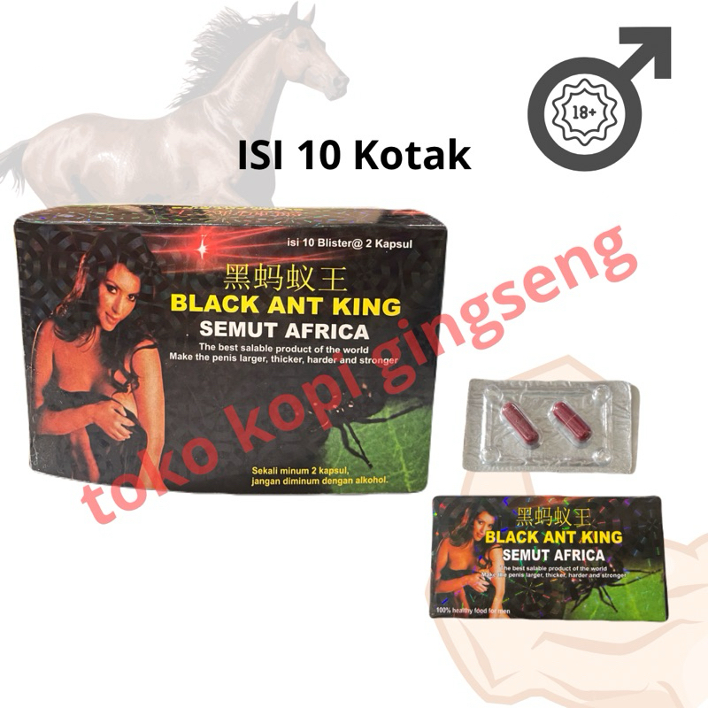 BLACK_ANT_ KING_ SEMUT AFRIKA ORIGINAL ISI 10