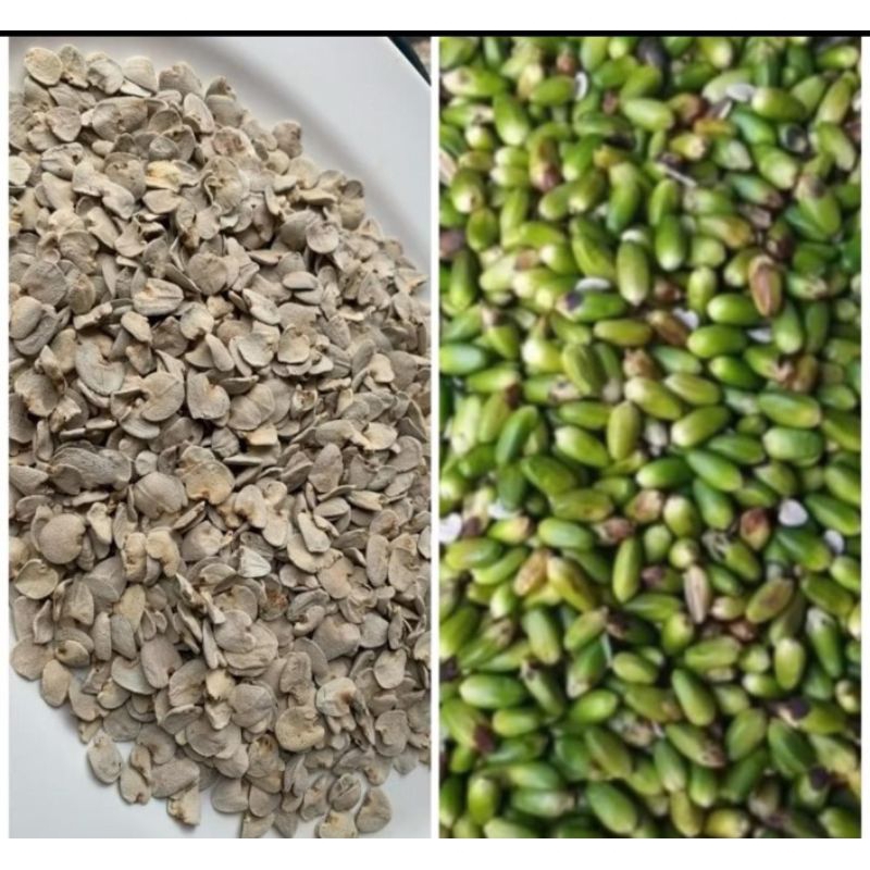 

Biji Jeruju Mateng / Tua