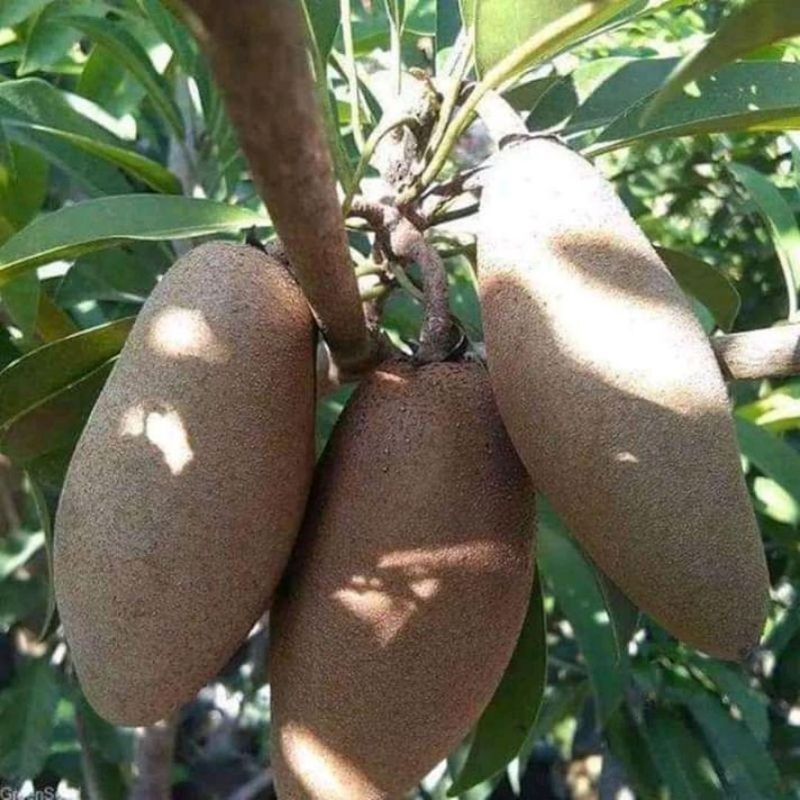 Bibit Sawo Mentimun Kondisi Berbunga/Berbuah super