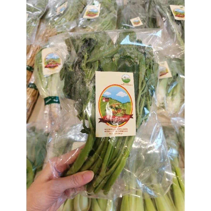 

Daun Ginseng Organik || 1kg || Organic veggies