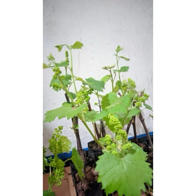 bibit anggur grafting cepat berbuah lebat
