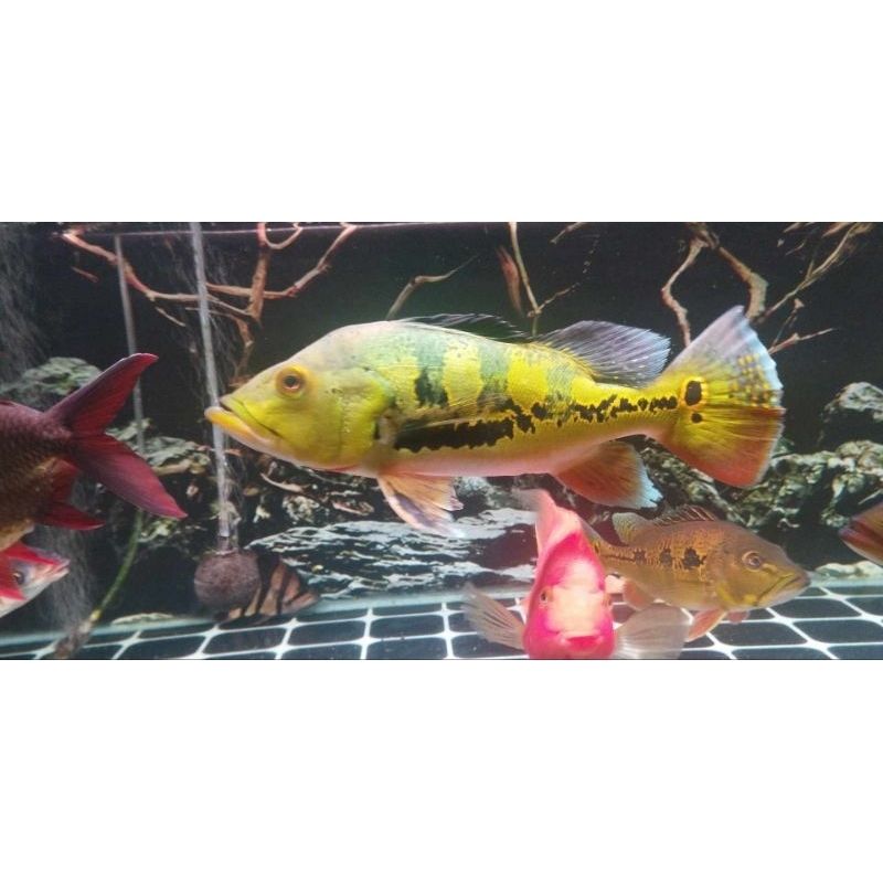 Pbass Orinoco Size Jumbo 14-15cm Good Marking Garansi Pbass mono pbass pinima pbass azul pbass kelbe