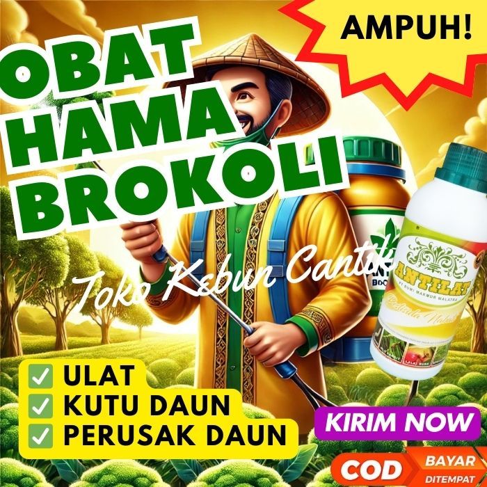 Pestisida Nabati ANTILAT Ampuh untuk Mengatasi Hama pada Brokoli: Kutu Daun, Thrips, Ulat Grayak, Ul