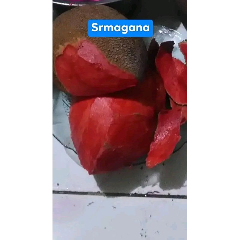 bibit mamey sapote super red magana