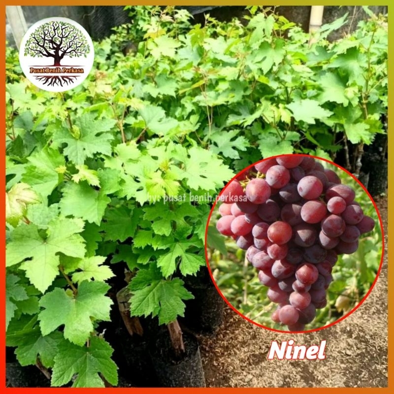 Bibit Anggur Import Ninel Valid