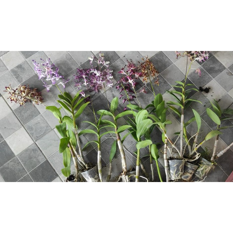 Dendrobium keriting (remaja-bunga)