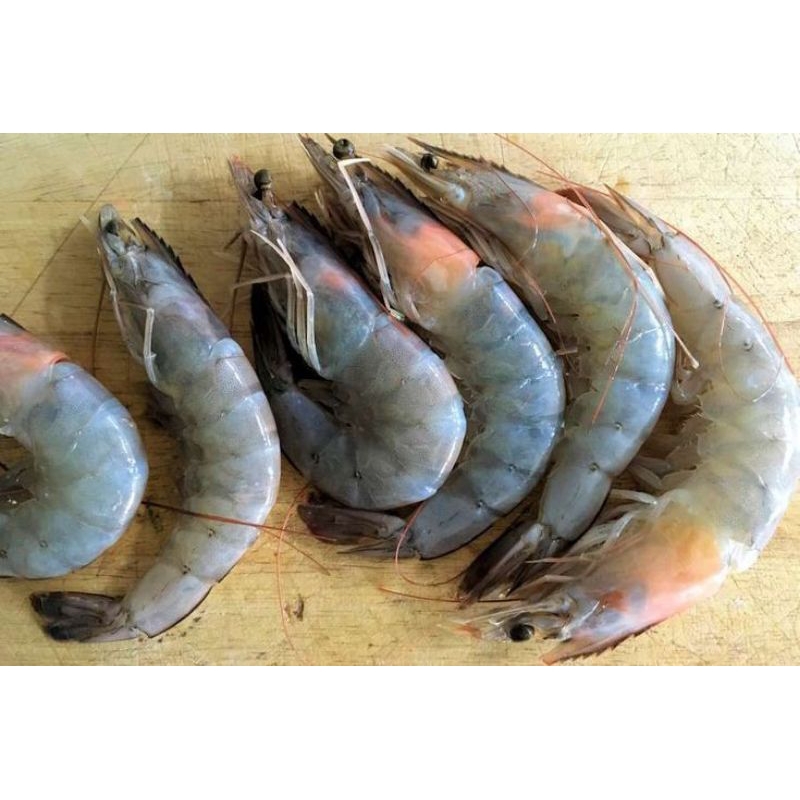 

udang segar fresh ukuran sedang 250 gram