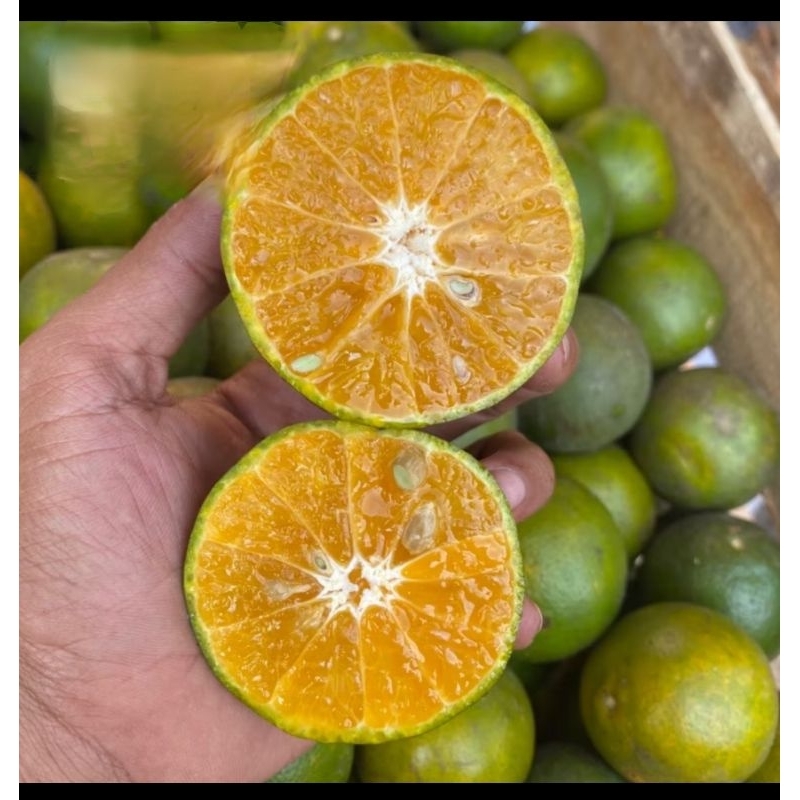 

Buah Jeruk Peras Pontianak Manis Harga Grosir 1 kg