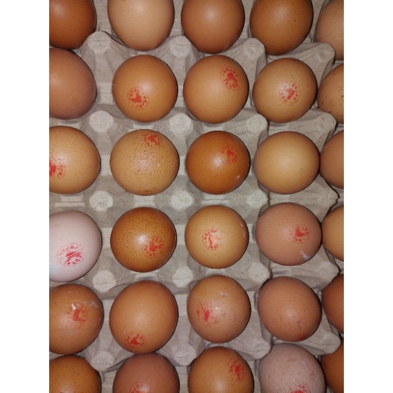 

Telur Omega3 Royal Size Kecil ( Pudding Size )