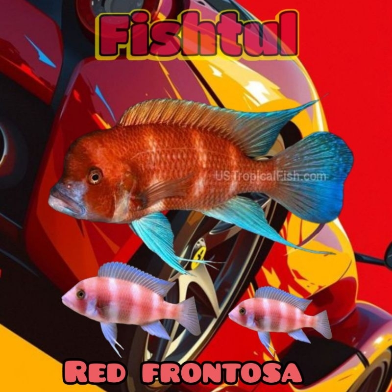 Cichlid Red Frontosa