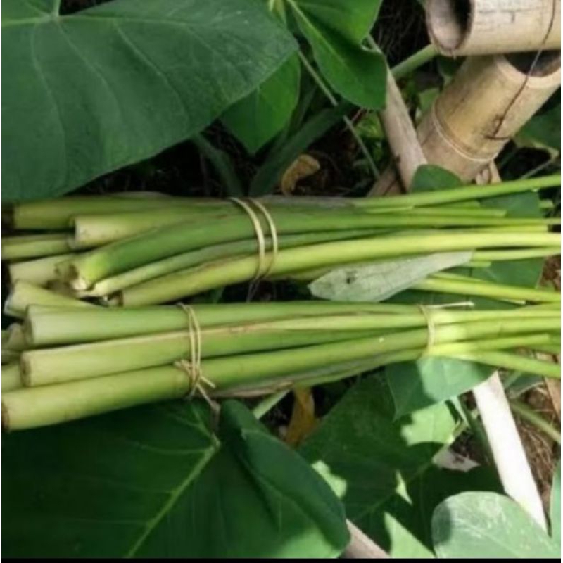 

Batang talas/lombang segar/lompong sayur 1kg