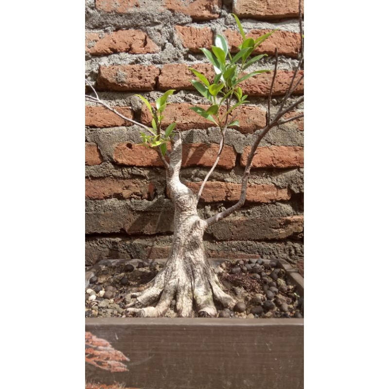 bahan bonsai kimeng prokar/beringin kimeng