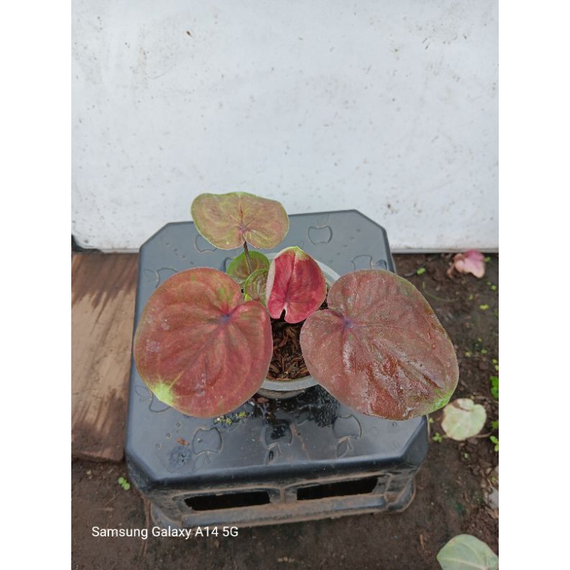 Tanaman Hias Keladi/Bunga Hias Hidup/Tanaman Outdoor