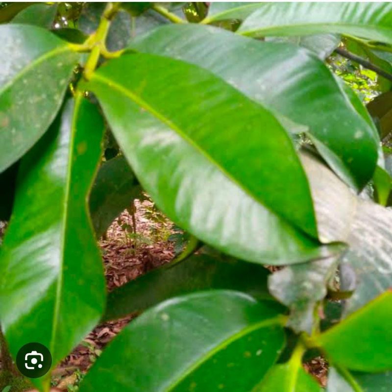 

Daun Manggis Segar 250 Gram Murah Obat Herbal Tradisional Asli Baru Petik Fresh