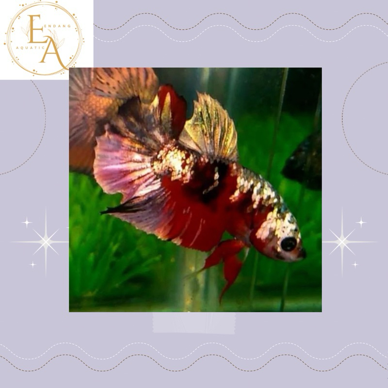 replika hiasan cupang plakat nemo copper gold