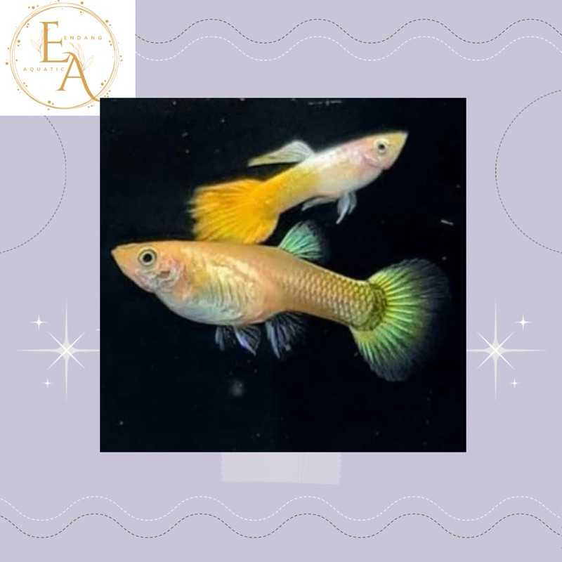 replika hiasan aquarium sepasang guppy yellow micarif